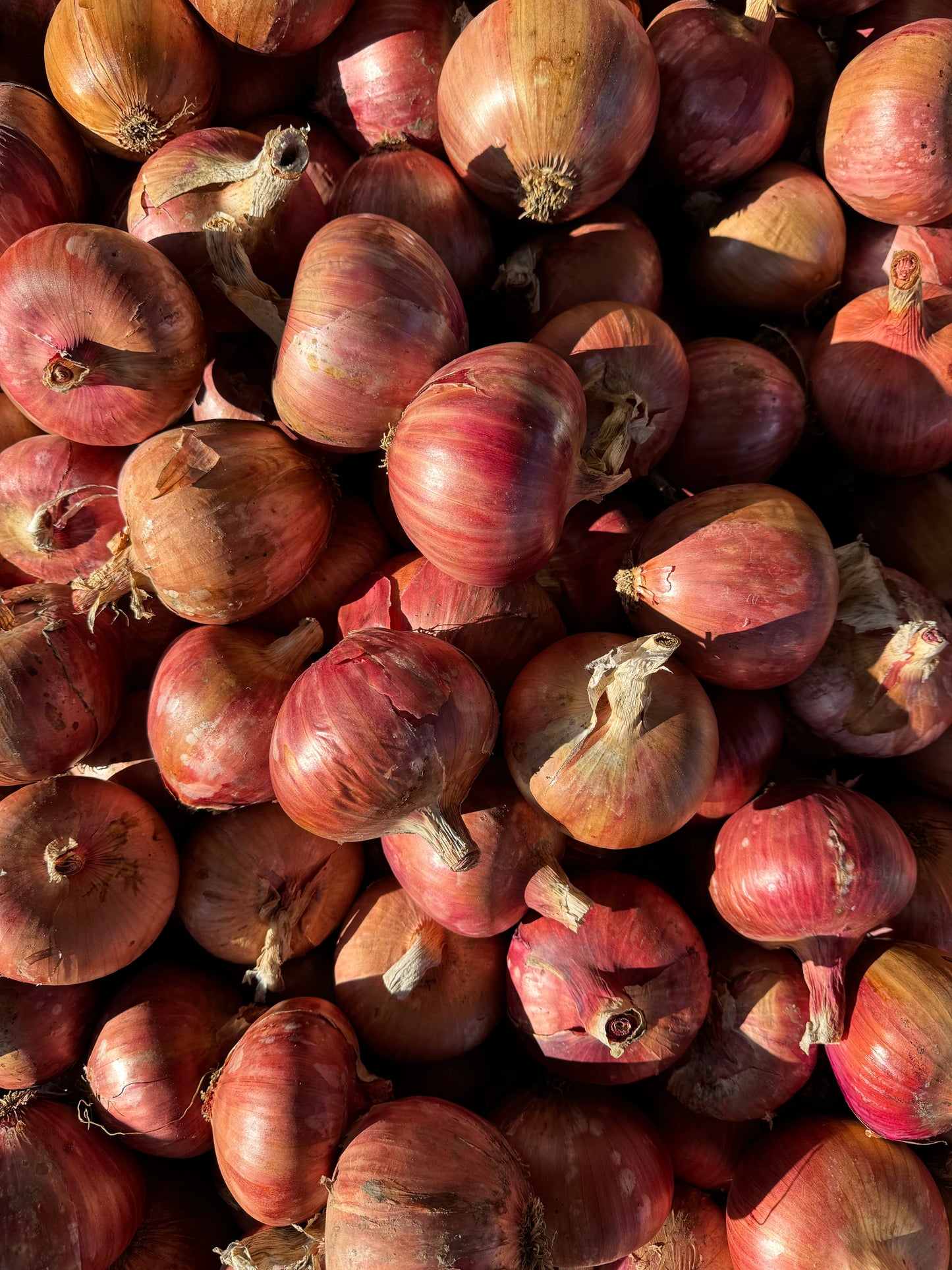 Organic Red Onions - 5lbs Bag