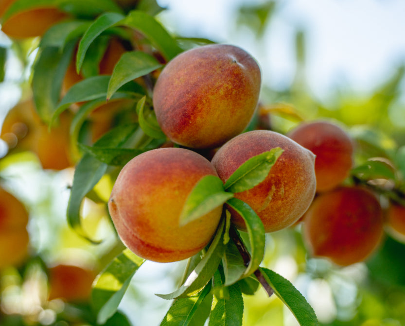Organic Peaches - 1lbs