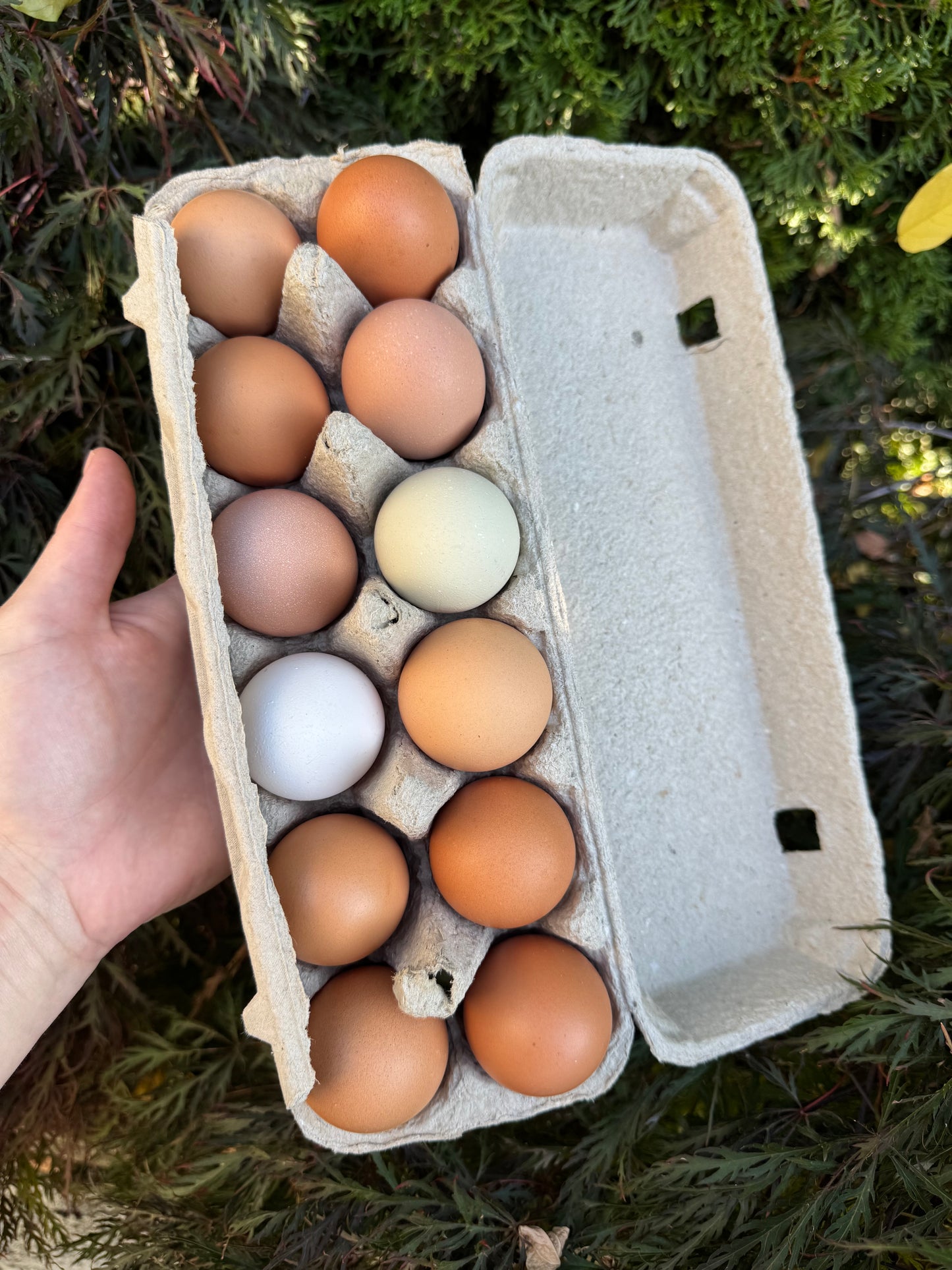 WB | Free-Range Eggs (1 Dozen)