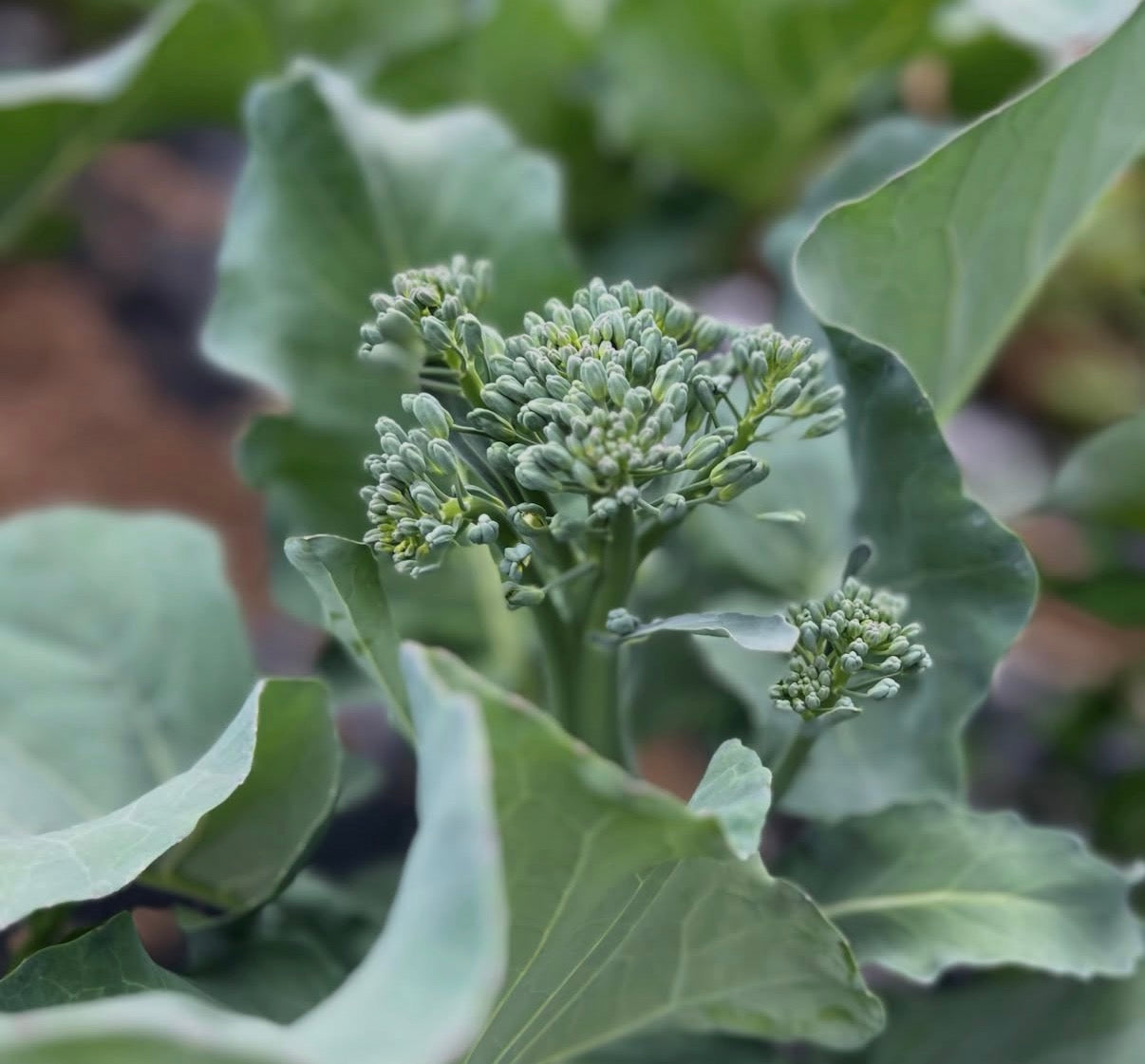 Organic Broccolini