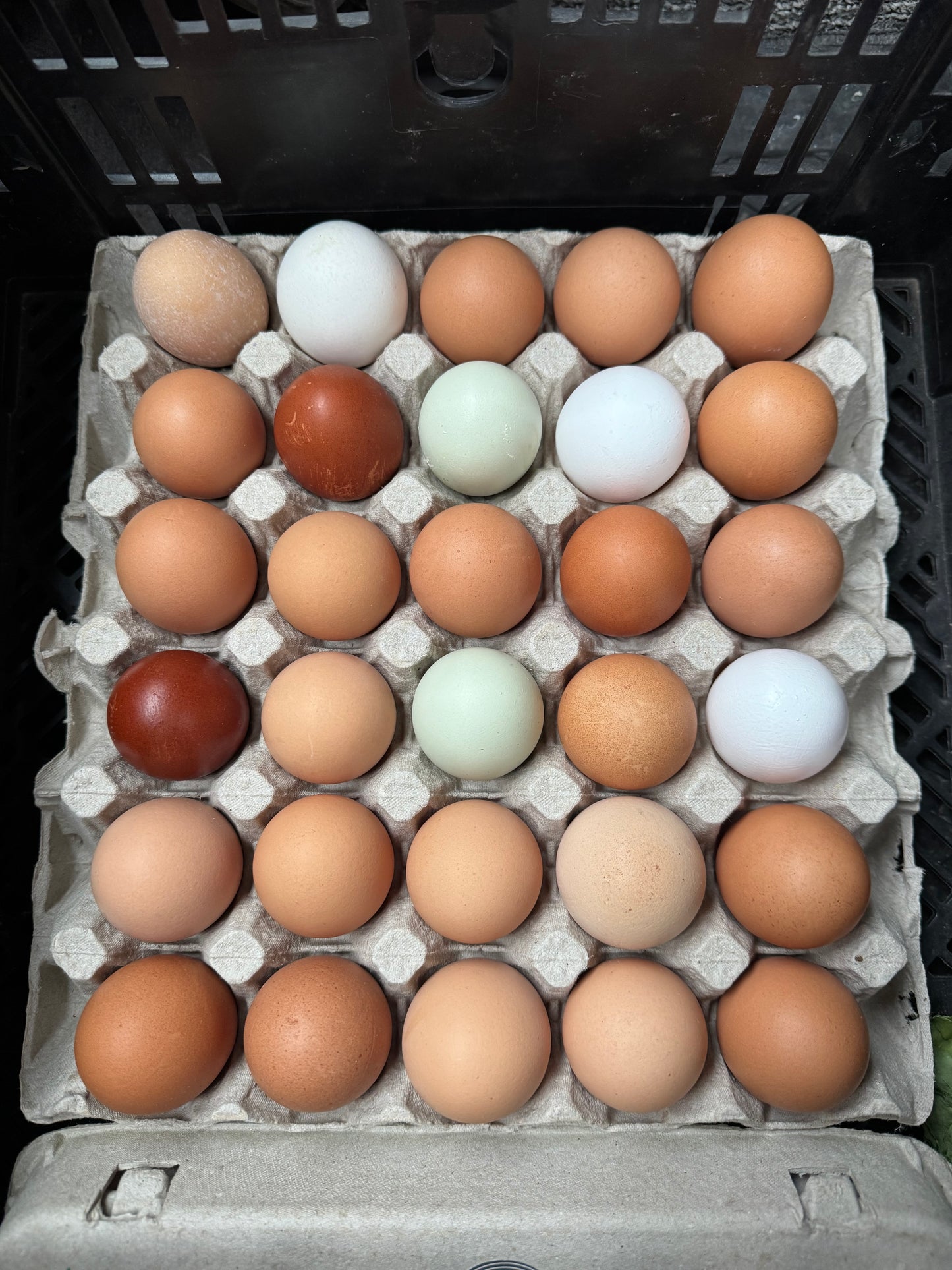 WB | Free-Range Eggs (1 flat / x30 eggs)