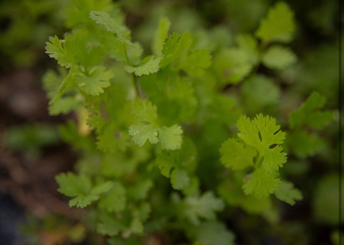 Organic Cilantro