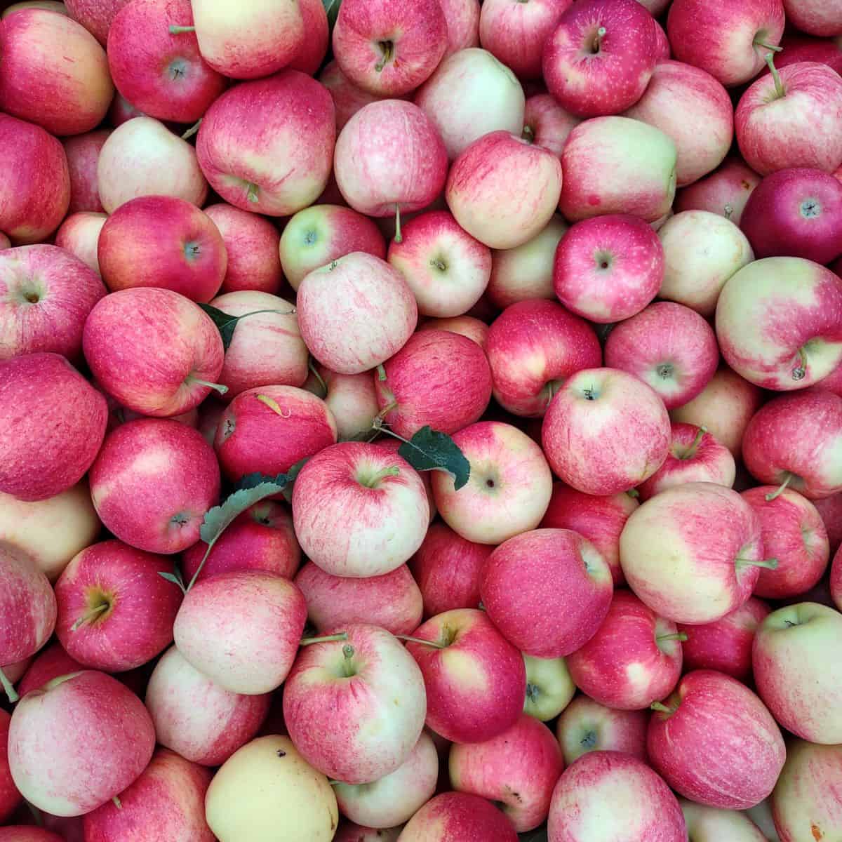 Organic BC Gala Apples - 5lbs