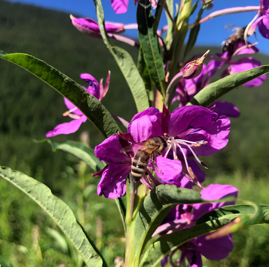 Organic Raw Unpasteurized Fireweed Honey 250g