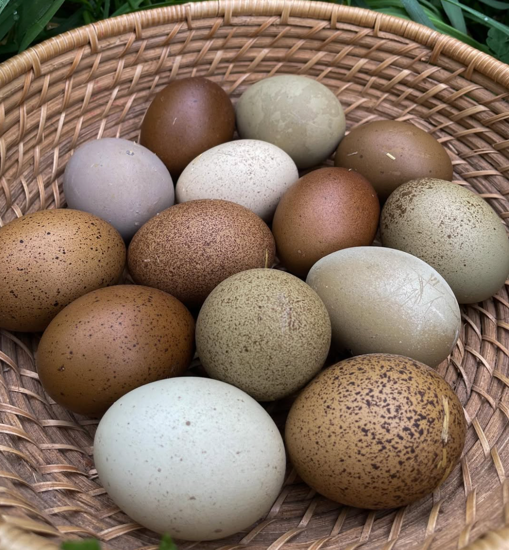 MB | Regenerative Pasture-Raised Eggs (1 Dozen)