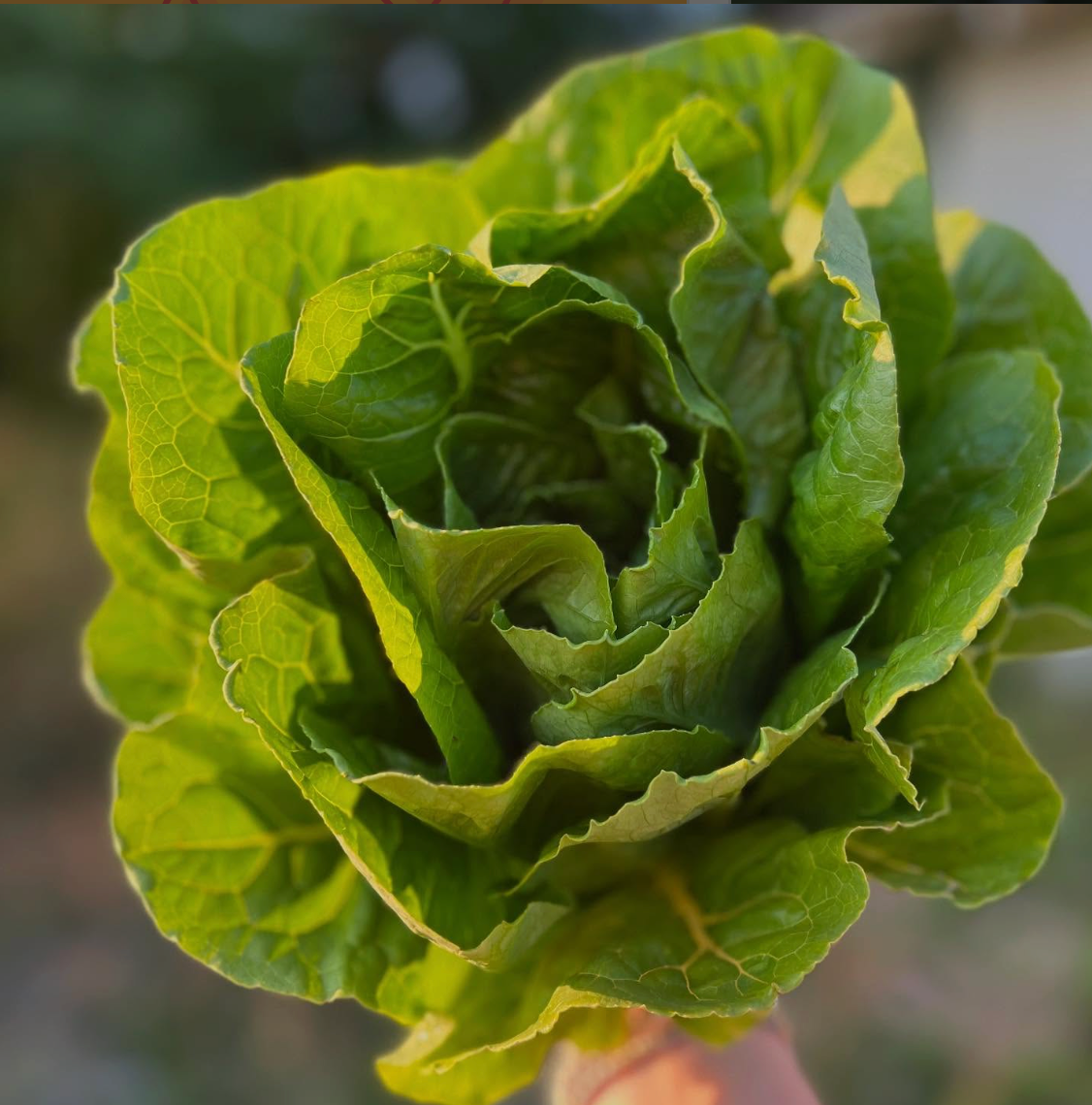 Organic Romaine Lettuce