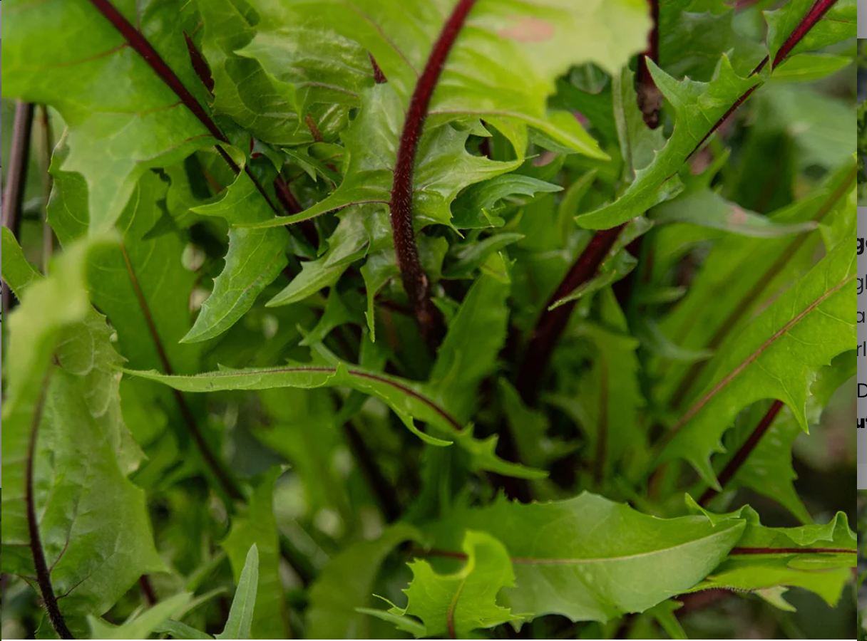 Organic Red Dandelion