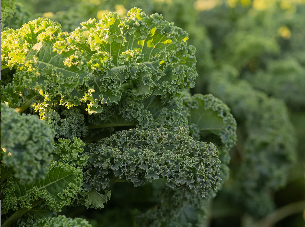 Organic Green Kale - (Oct 3 Market)