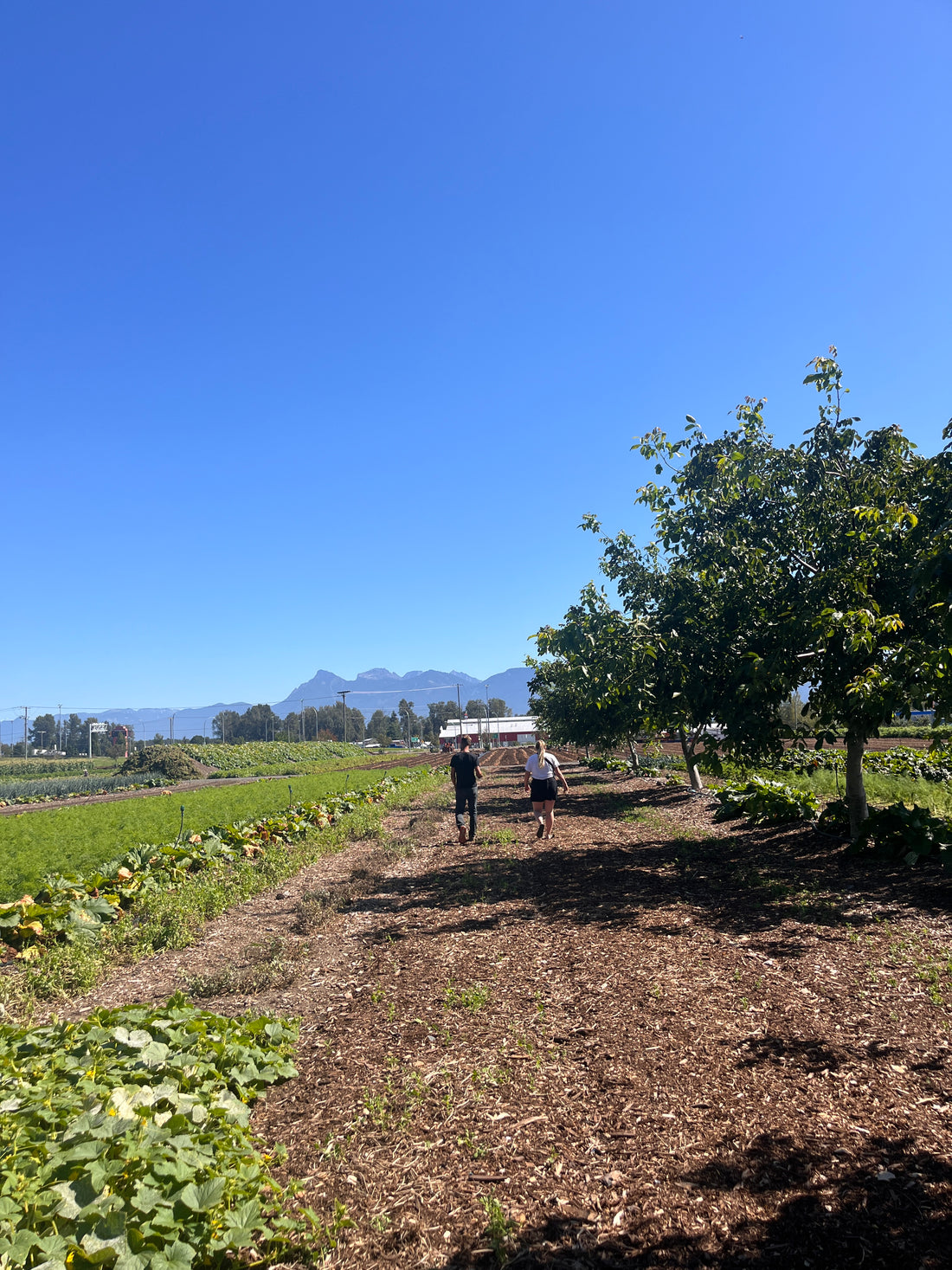 Visiting Local Harvest & chatting with Dan Oostenbrink