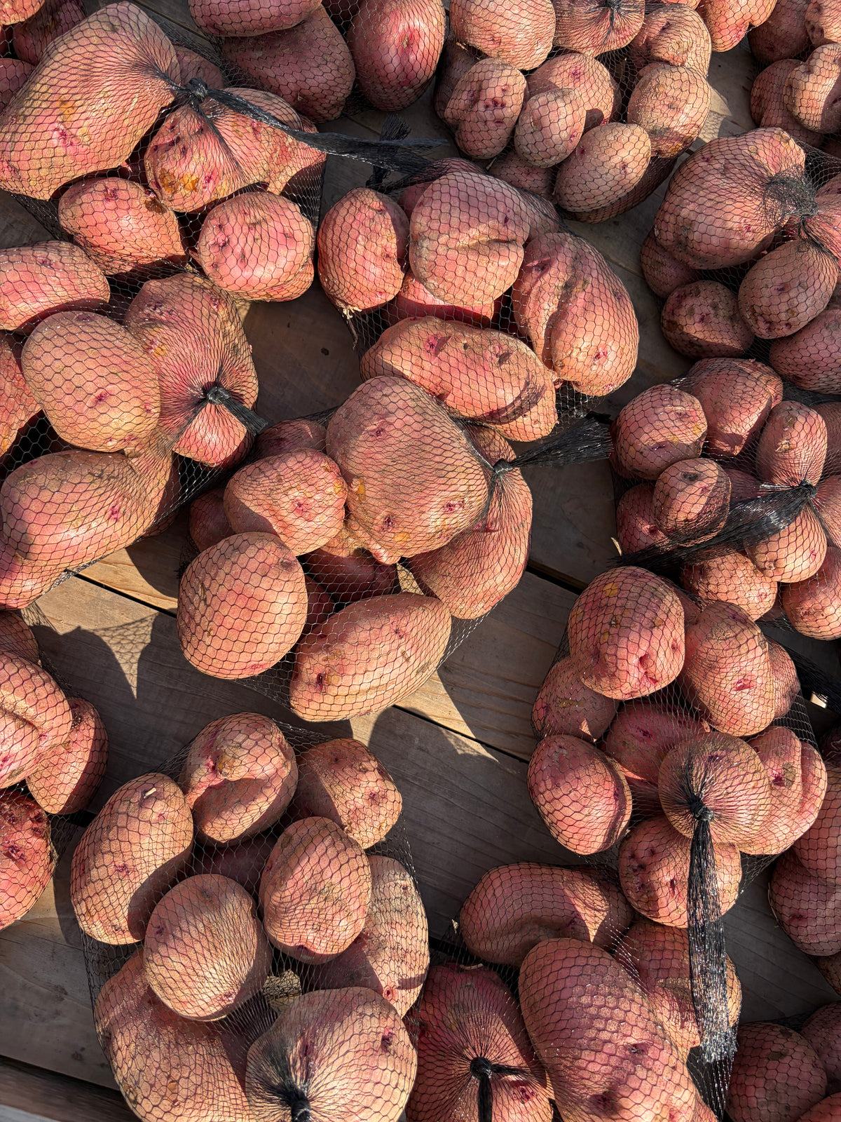 Red Pontiac Potato - 5lbs
