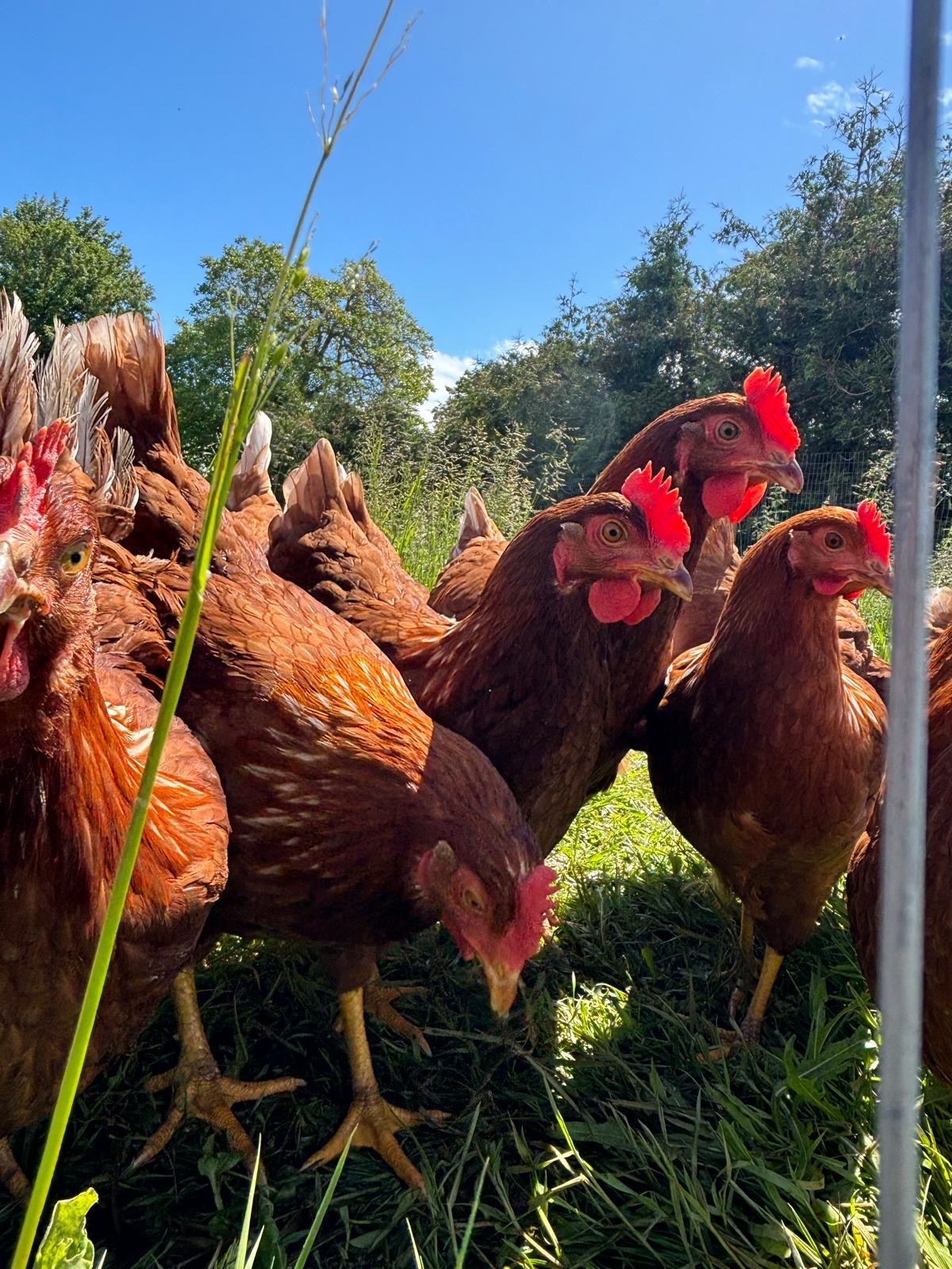 Free-Range Eggs (1 Dozen)