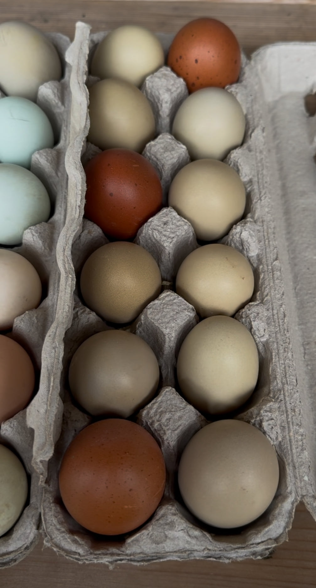 Free-Range Rainbow Eggs (1 Dozen)