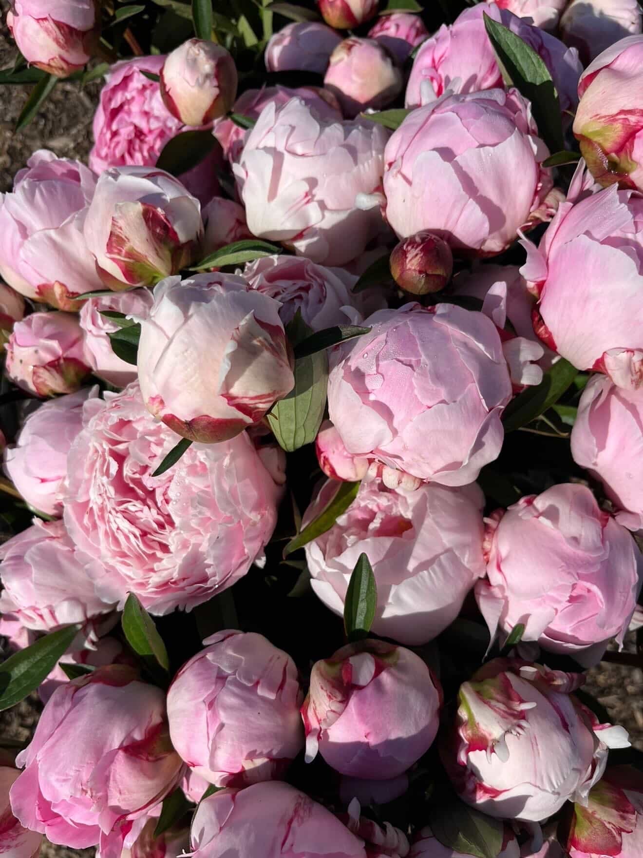 Fresh Flower Bouquets