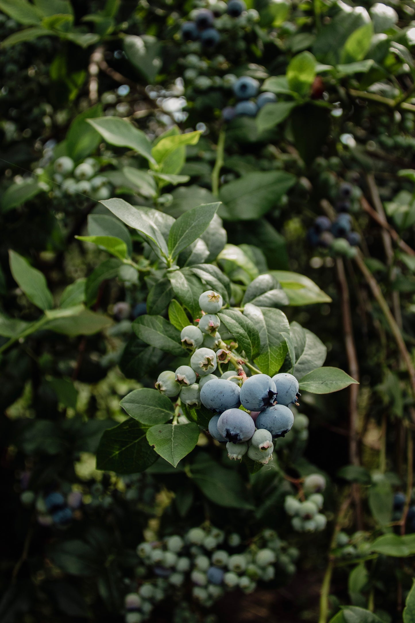 Organic Blueberries (10lbs box)