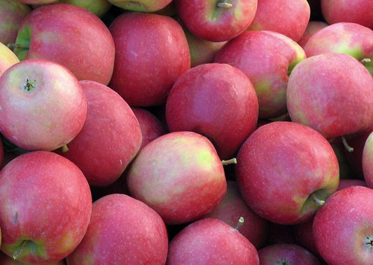 Bulk Organic BC Apples - Pink Lady