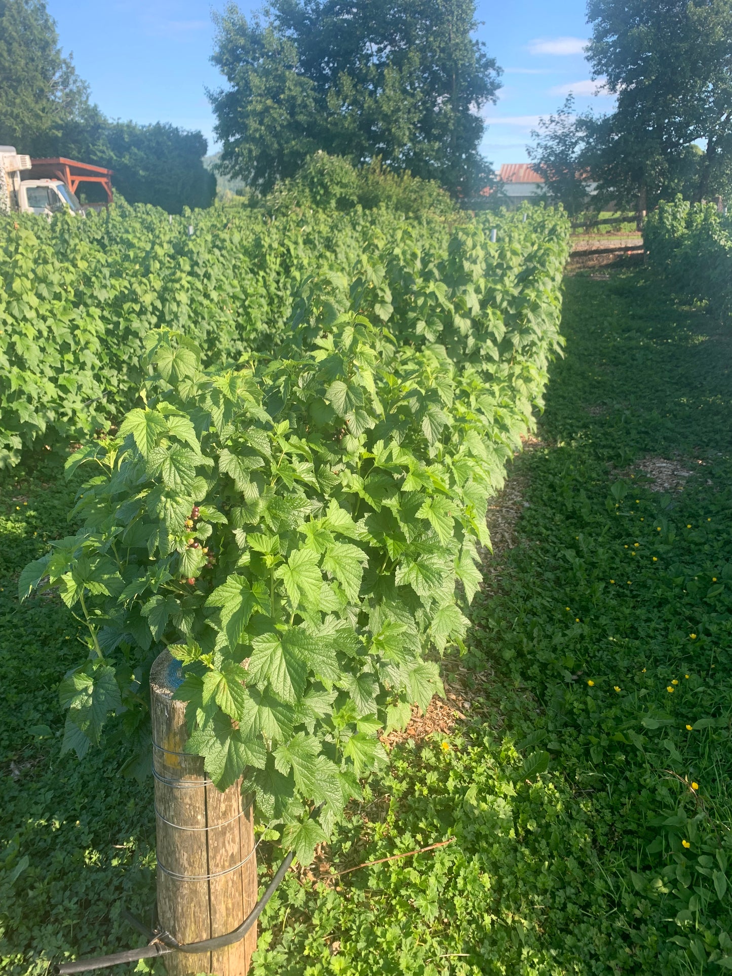 Organic Black Currants (1lbs)