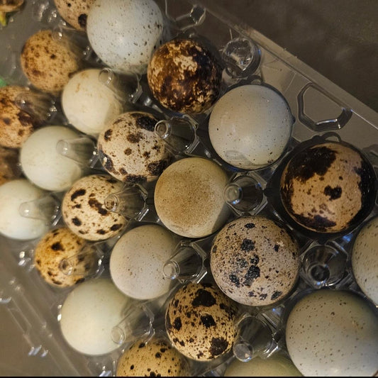 Quail Eggs (1 Dozen)