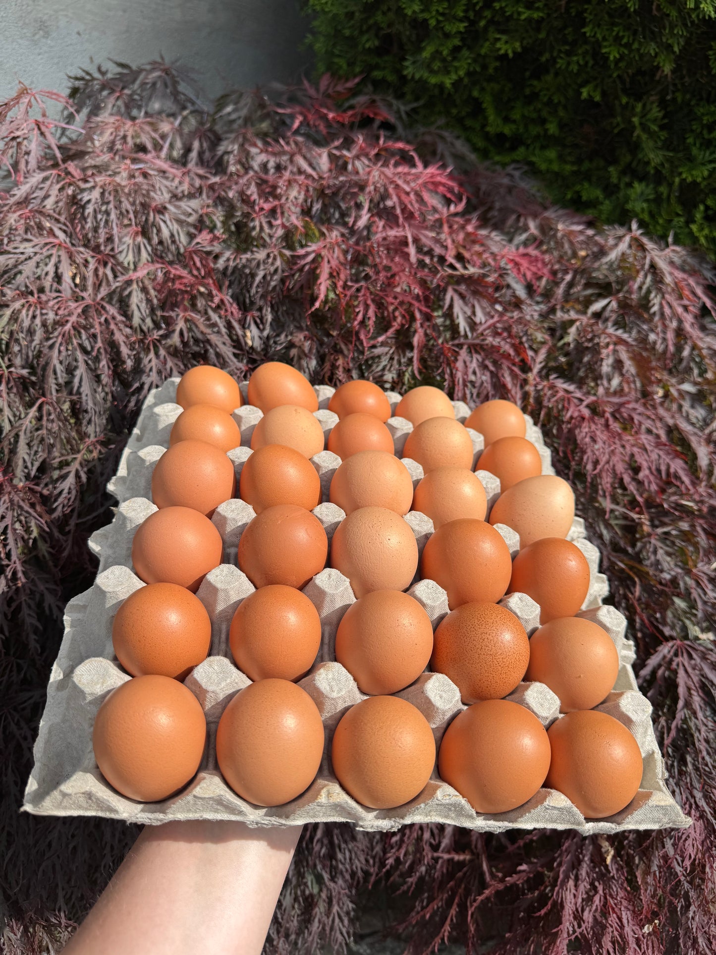 HF | Pasture-Raised Brown Eggs (1 flat / x30 egg)