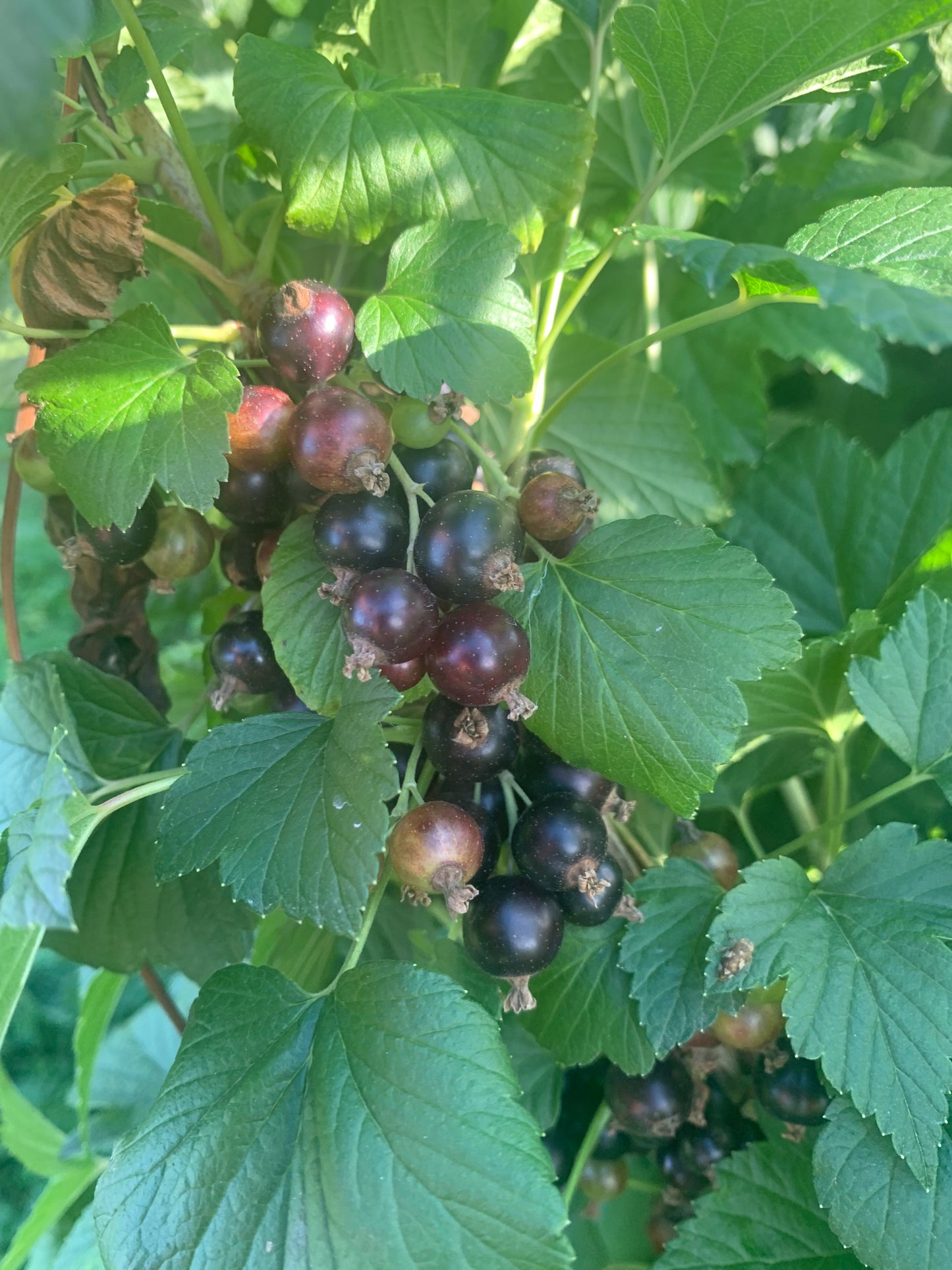 Organic Black Currants (1lbs)