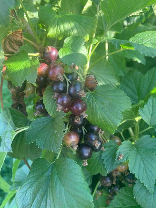 Organic Black Currants (1lbs)