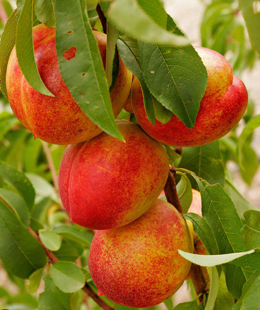 Organic Nectarines (~1.5/2lbs)