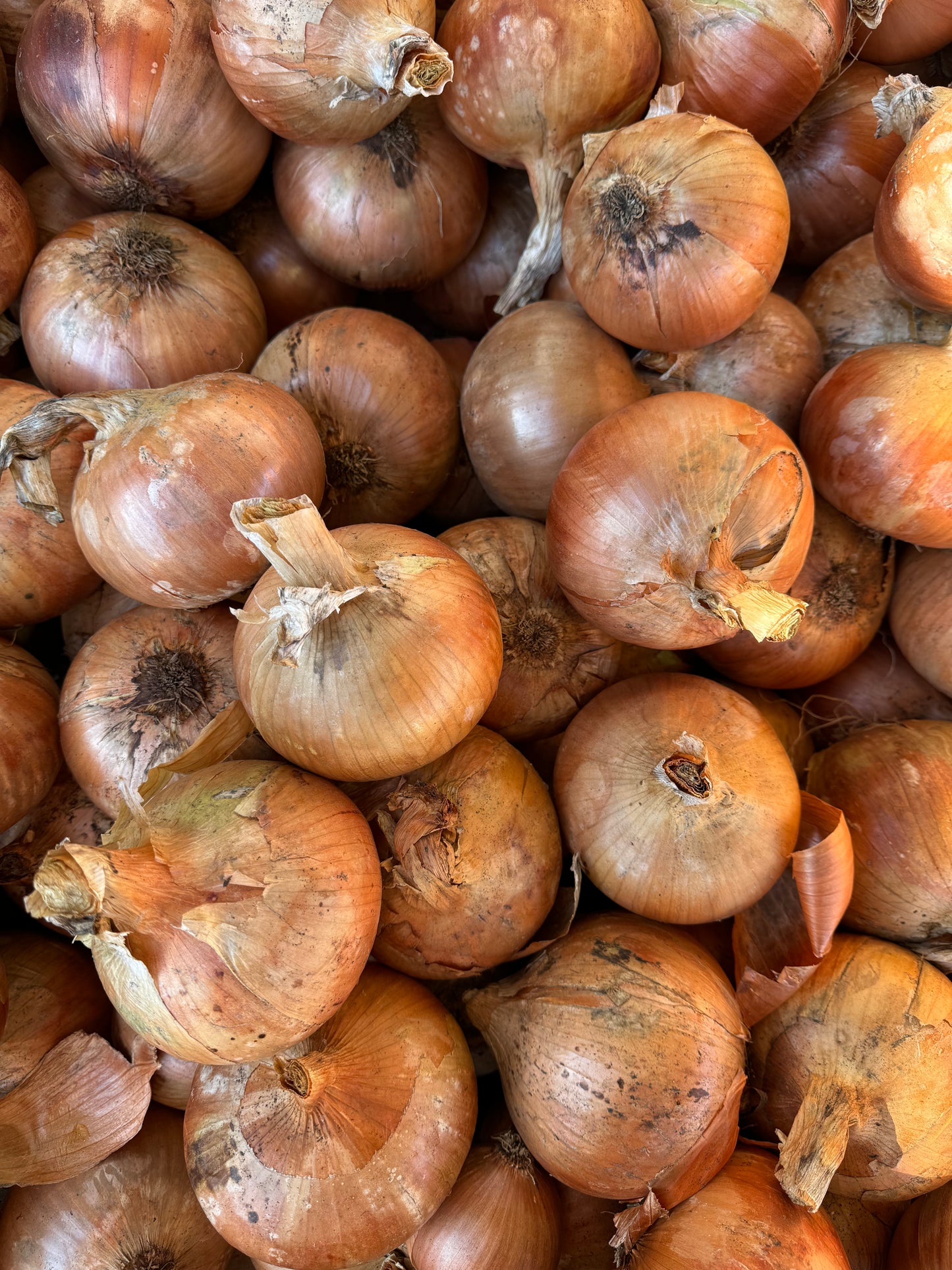 Yellow Onion - 5lbs