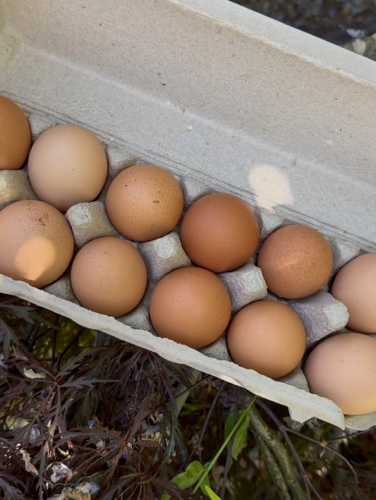 HF | Pasture-Raised Brown Eggs (1 Dozen)
