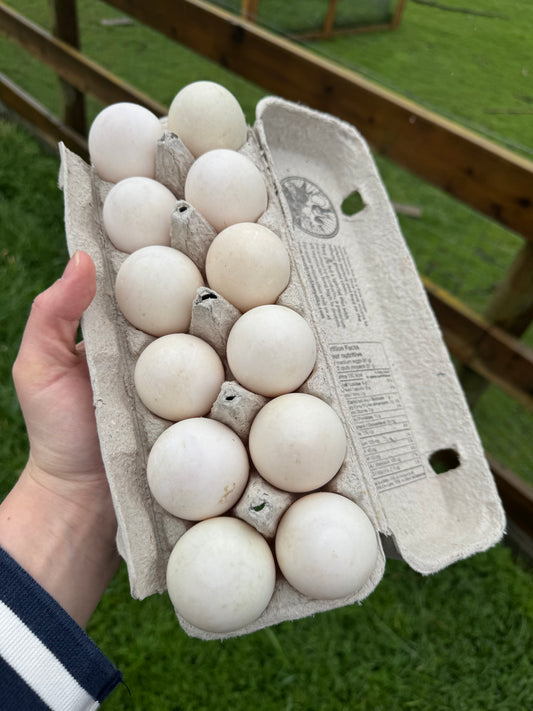 OZ | Free-Range Duck Eggs (1 Dozen)