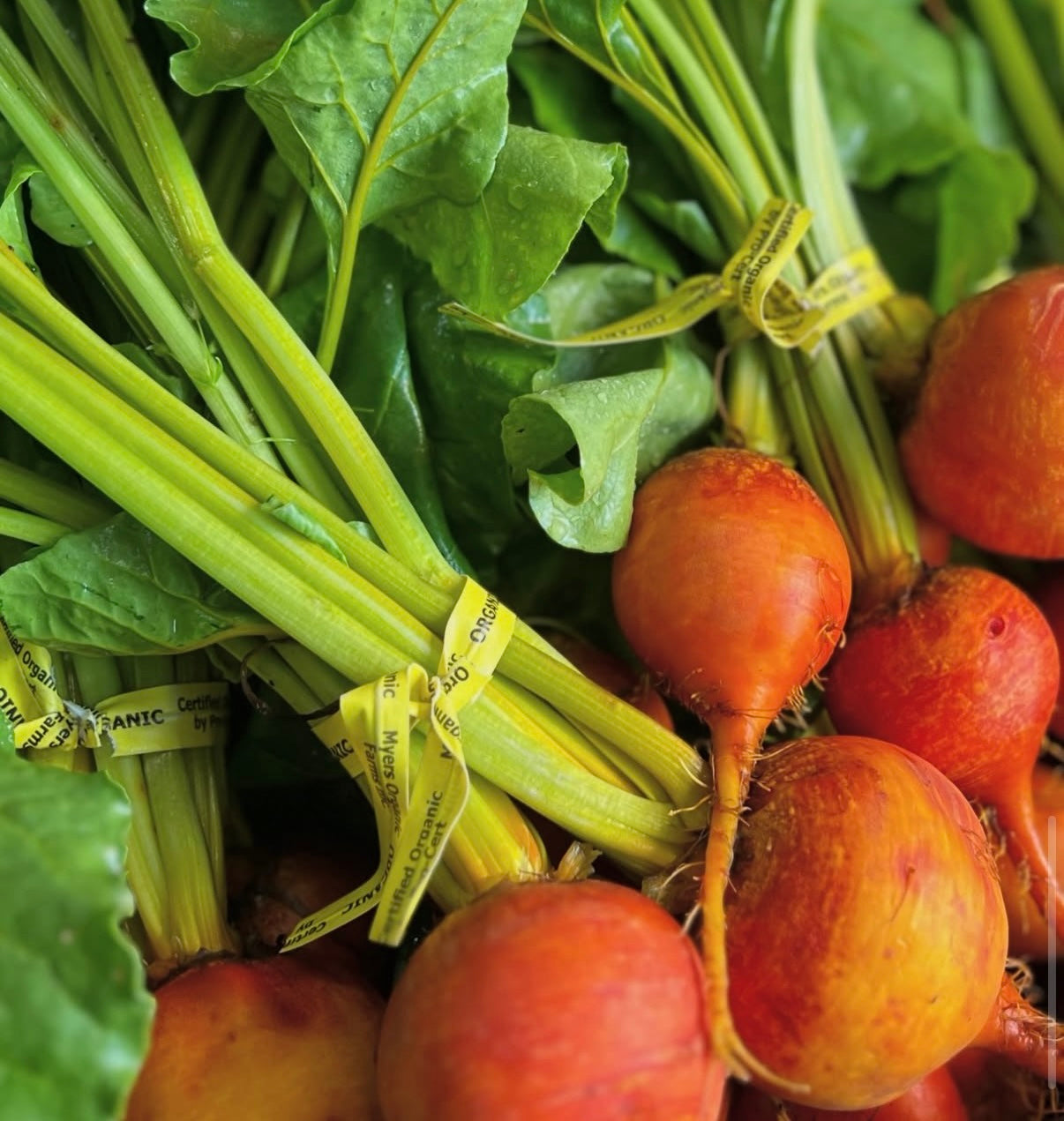 Organic Gold Beets