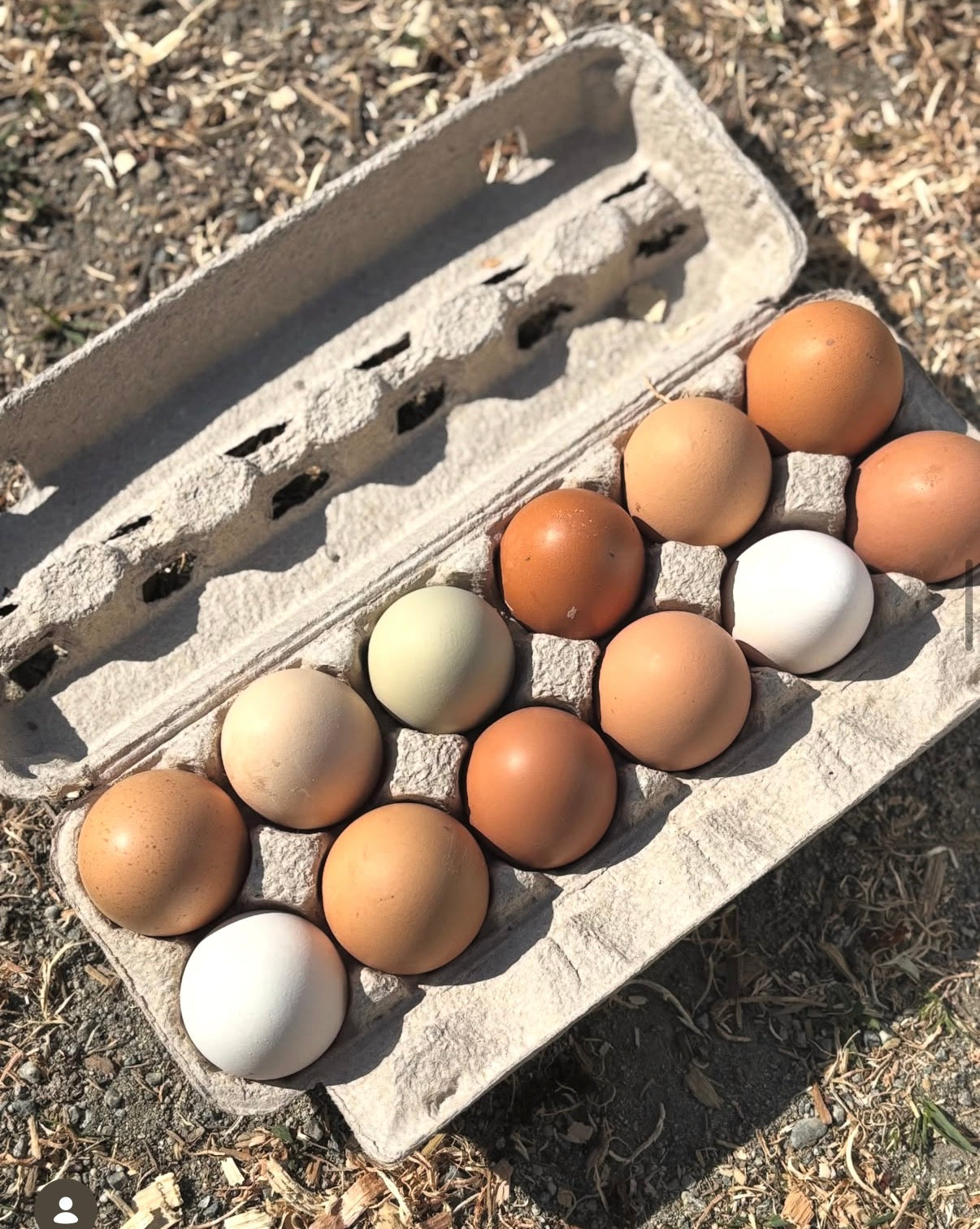 LFF | Free-Range Eggs (1 Dozen)
