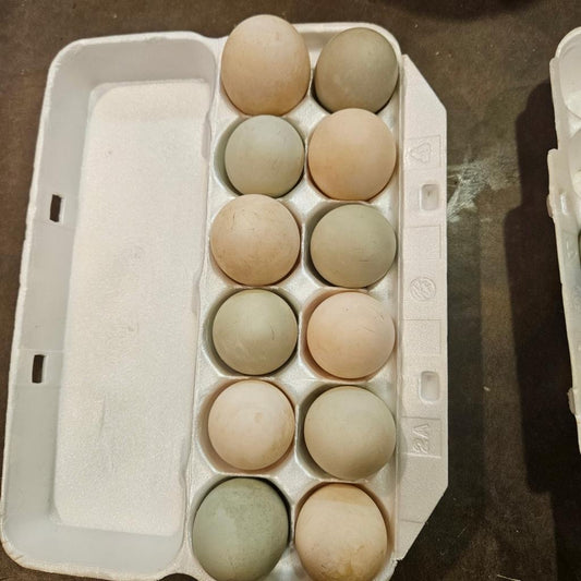 Free-range Duck Eggs (1 Dozen)