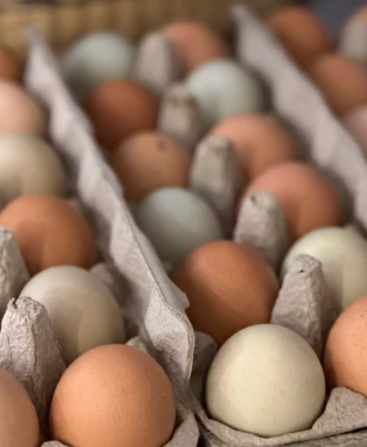 Free-Range Rainbow Eggs (1 Dozen)