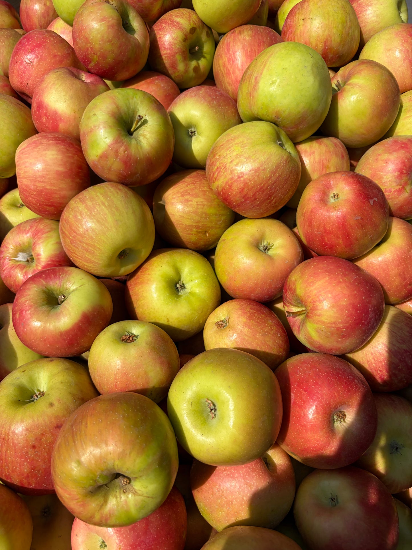 Organic BC Honeycrisp Apples - 5lbs