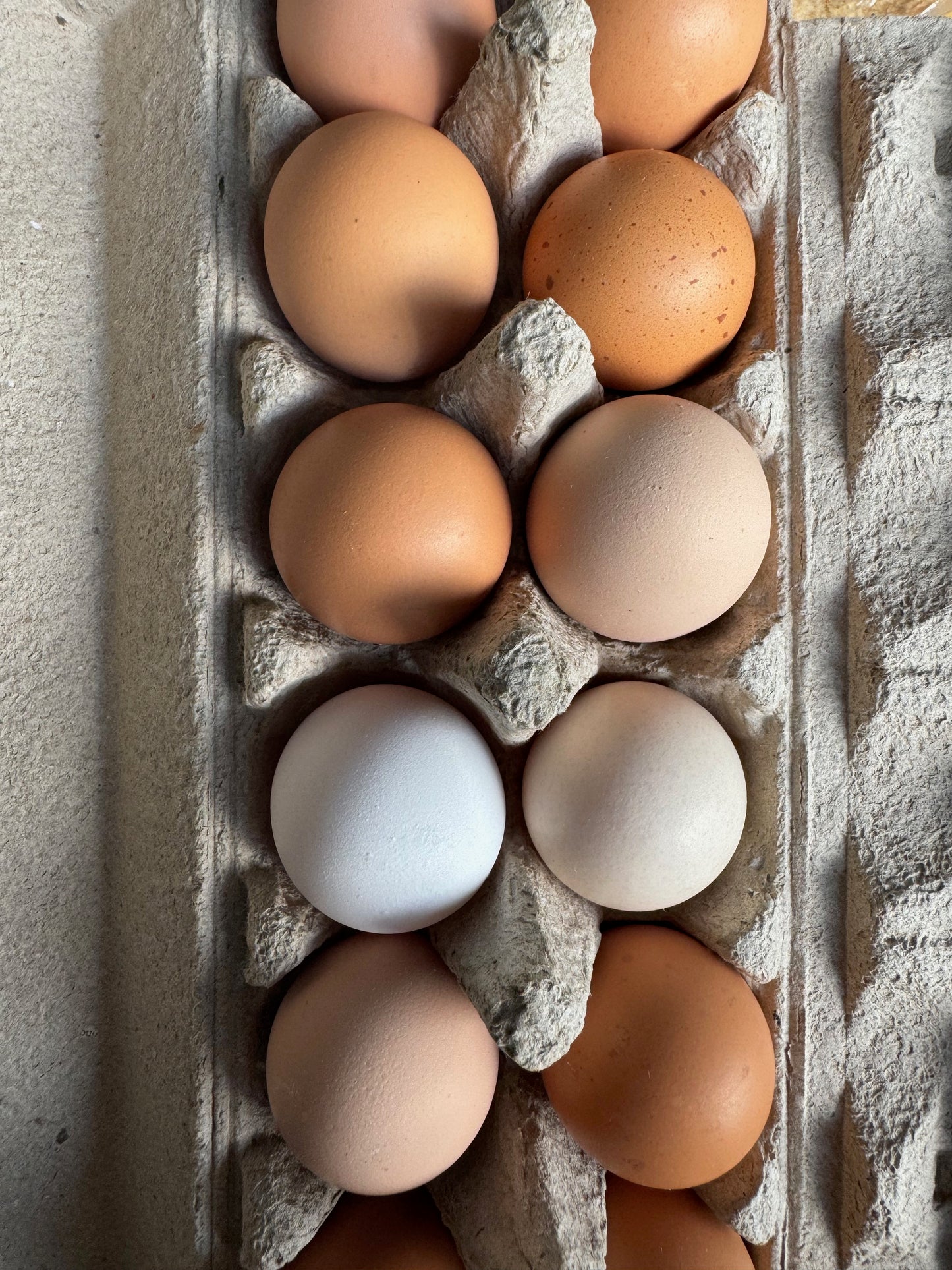 Free-Range Rainbow Eggs (1 Dozen)