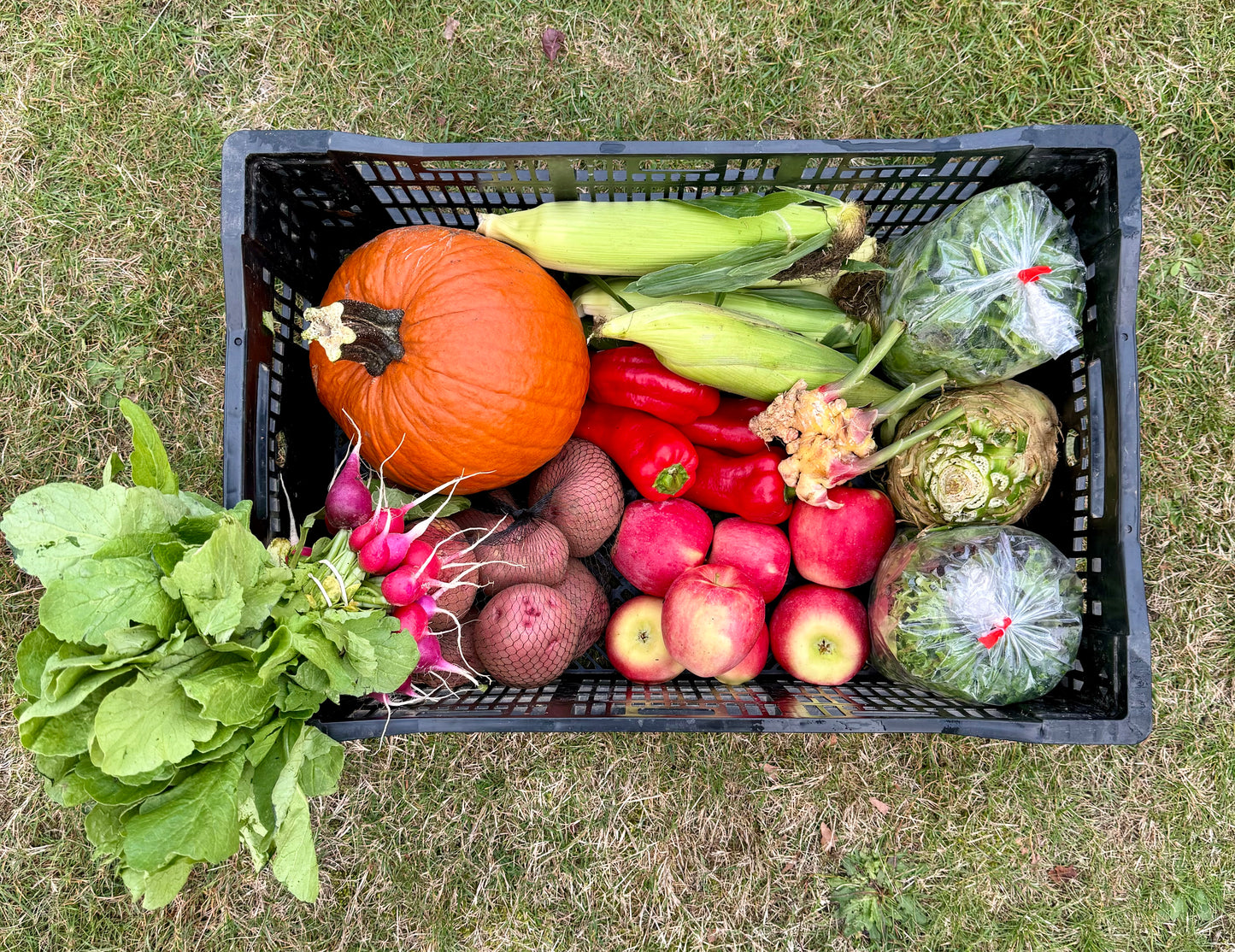 Harvest Box