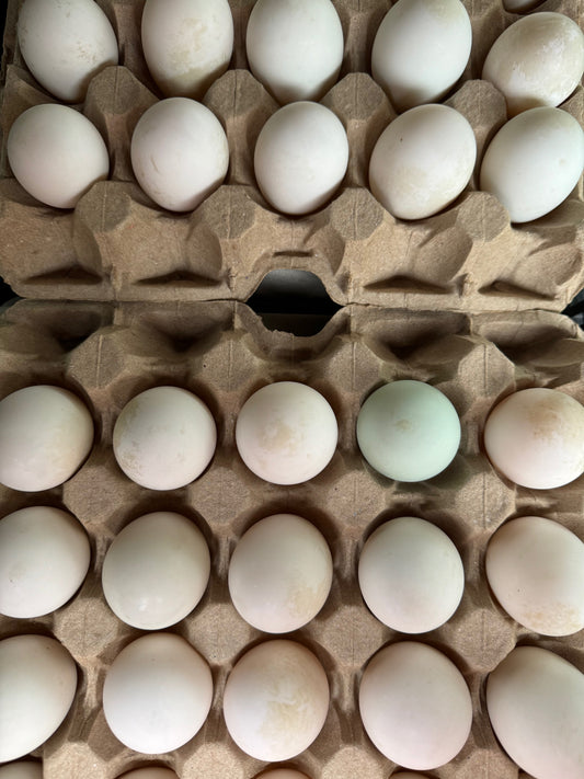 Duck Eggs (20 Count)