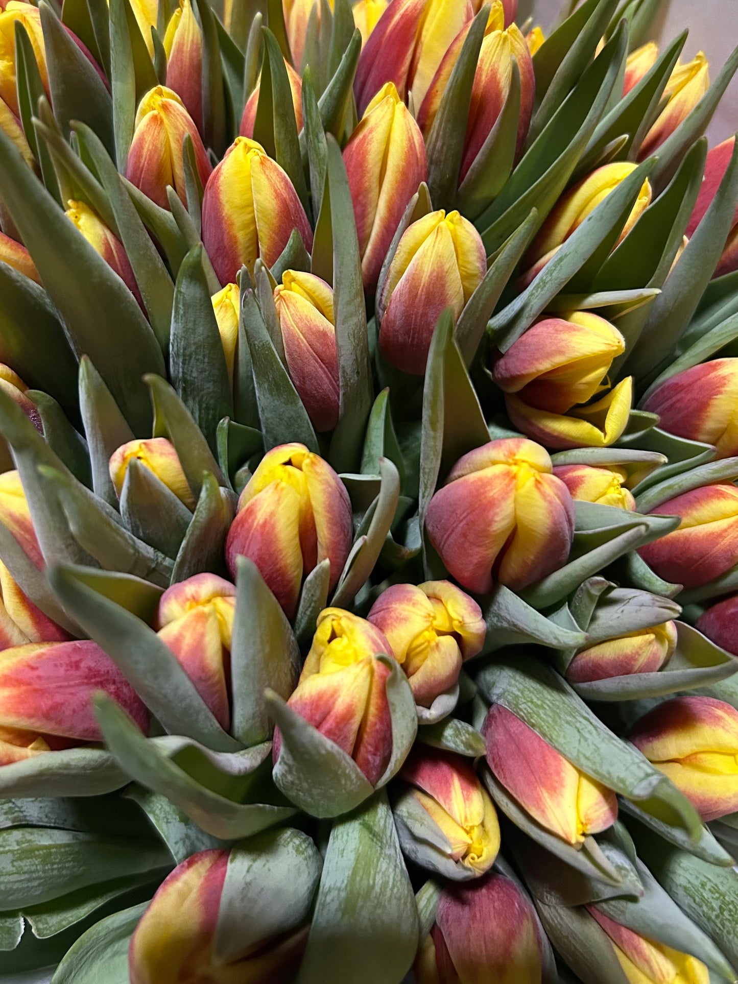 Tulip Bouquets