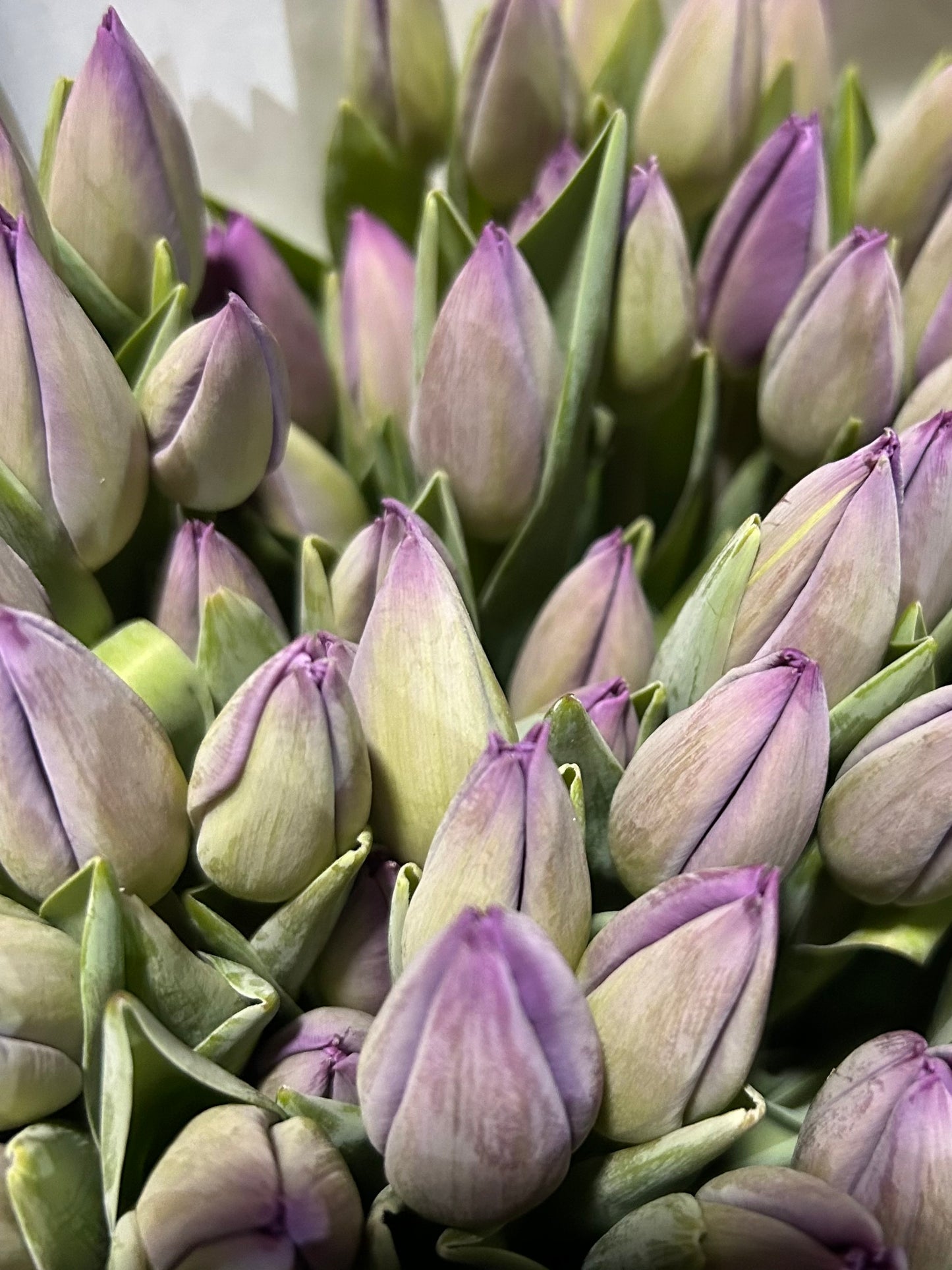 Tulip Bouquets