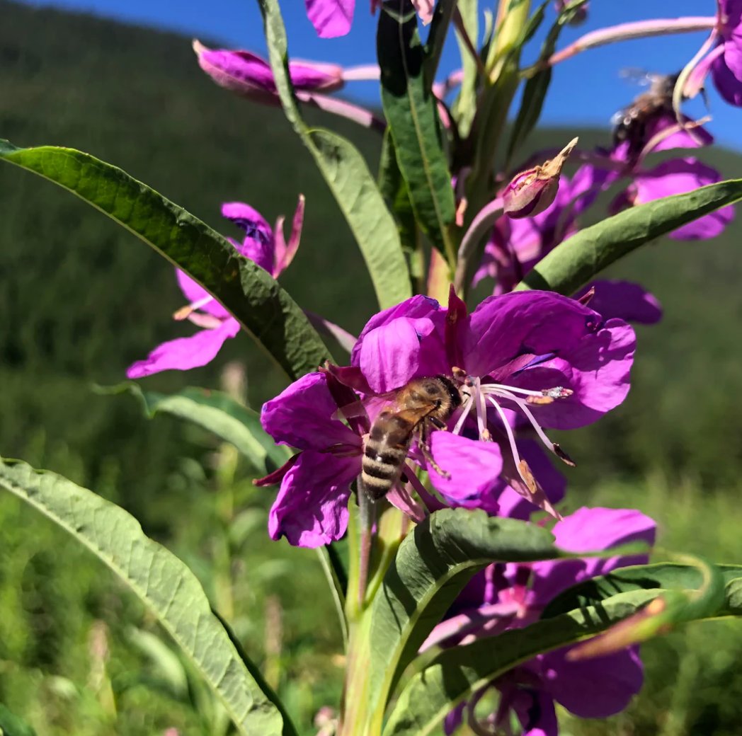 Organic Raw Unpasteurized Wildflower & Fireweed Honey 1kg