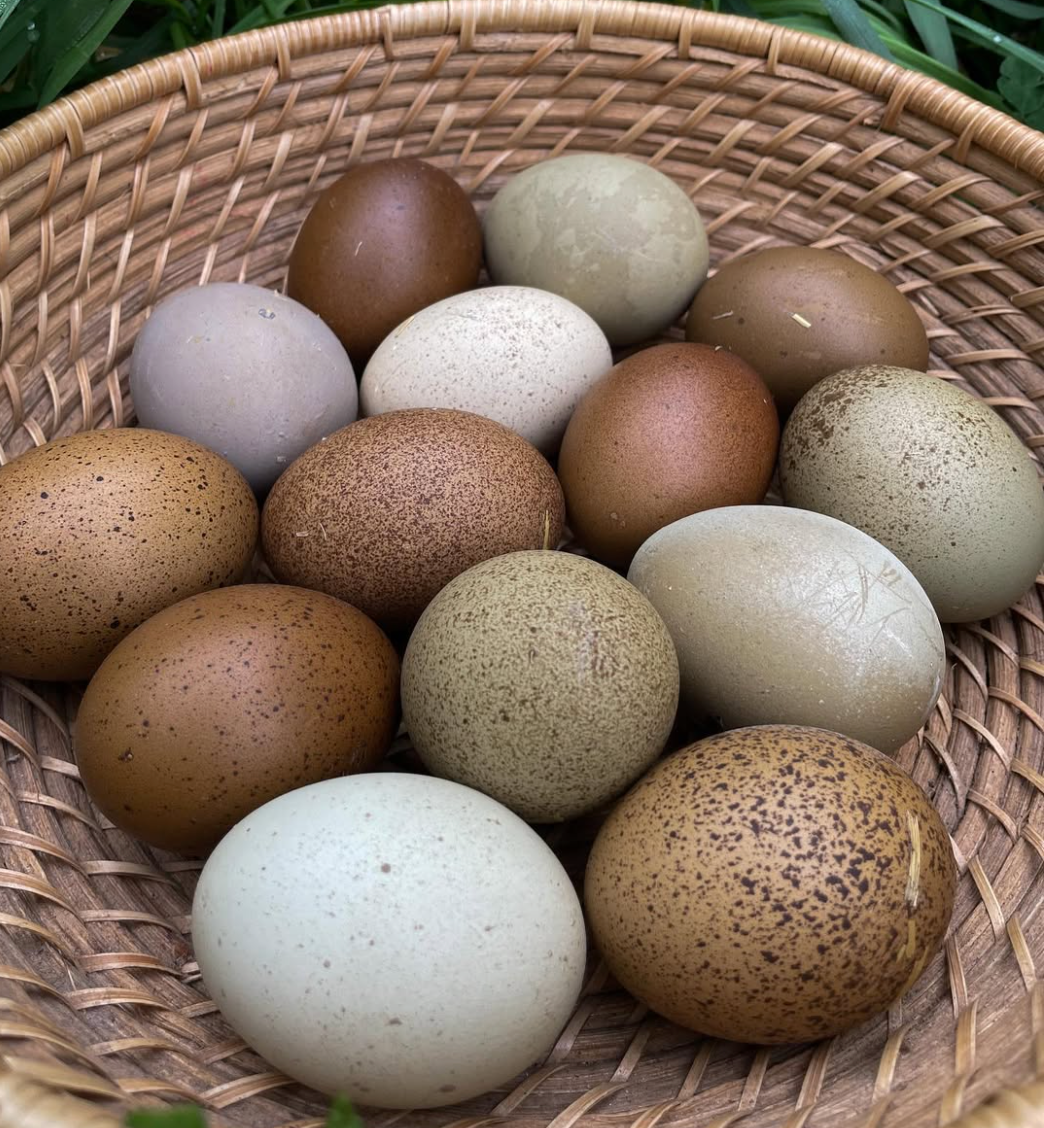 Regenerative Free-Range Eggs (1 Dozen)