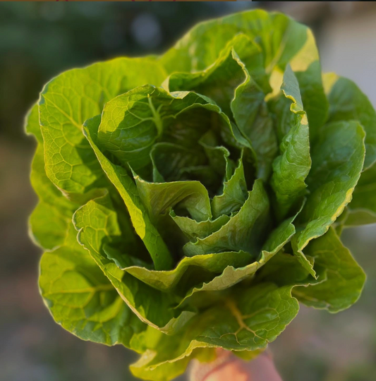 Organic Romaine Lettuce