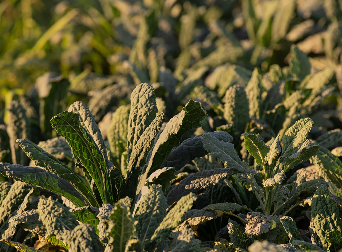 Organic Black Kale