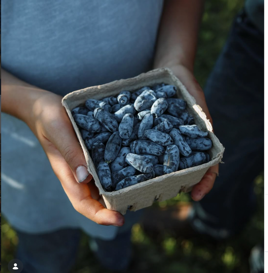 *preorder* Organic Haskap Berries (1 pint)