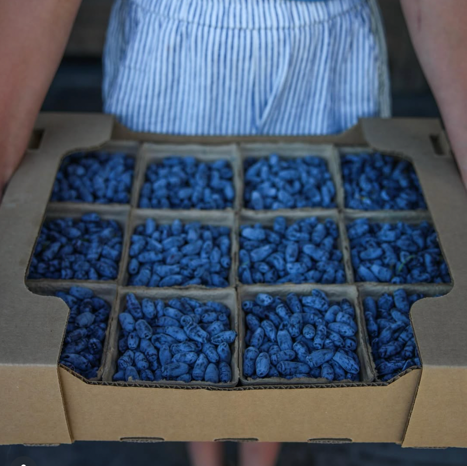 *preorder* Organic Haskap Berries (Full Flat - 12 pints)
