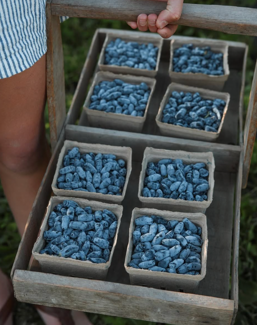 *preorder* Organic Haskap Berries (Half Flat- 6 pints)