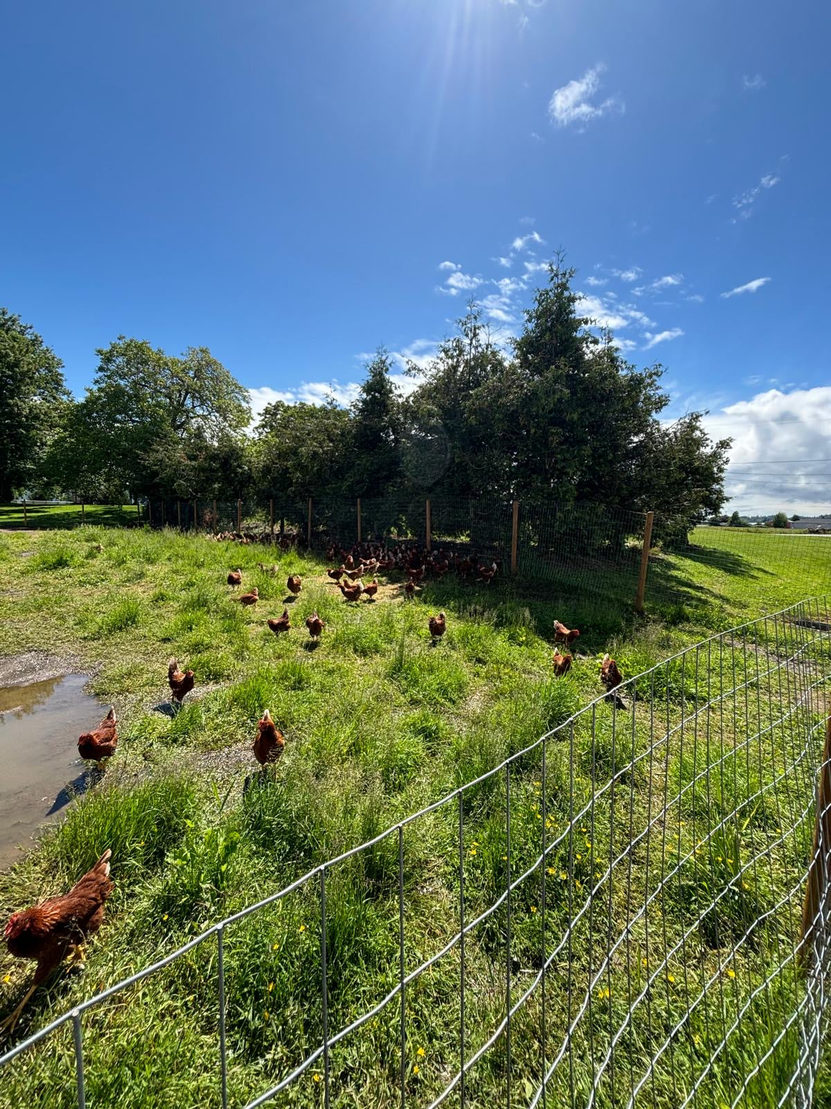 Free-Range Eggs (1 Dozen)