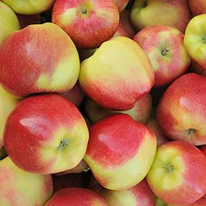 Bulk Organic BC Apples - Ambrosia