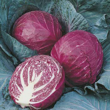 Red Cabbage - One Head